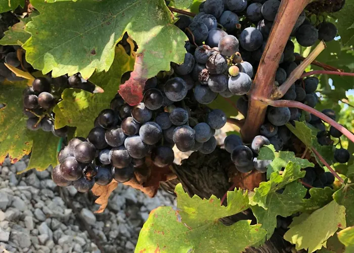 Olive Tree Appartamento