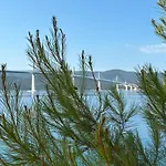 Olive Tree