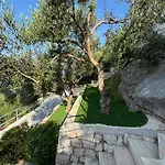 Olive Tree