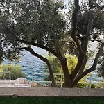 Olive Tree Komarna