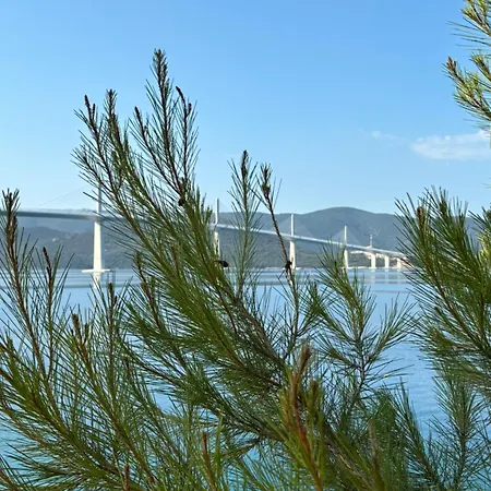 Olive Tree