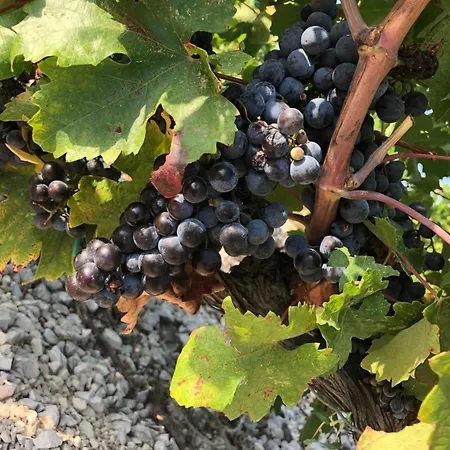 Olive Tree Apartmán