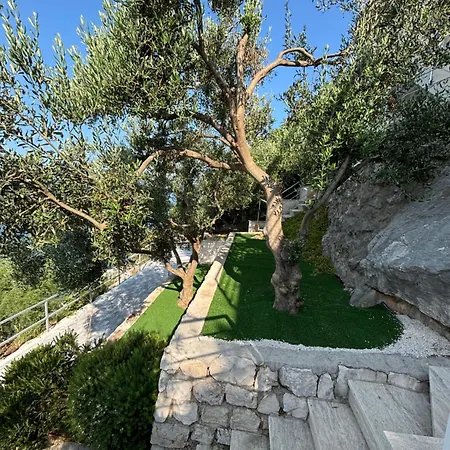 Olive Tree