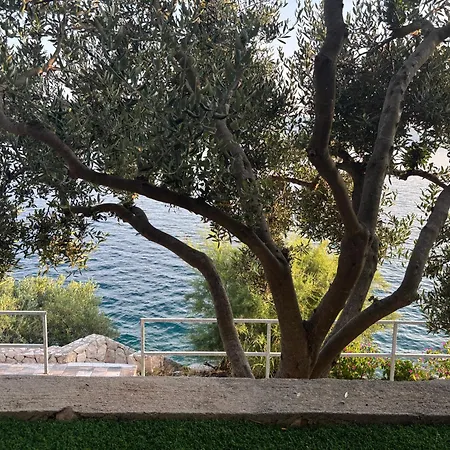 Olive Tree Komarna